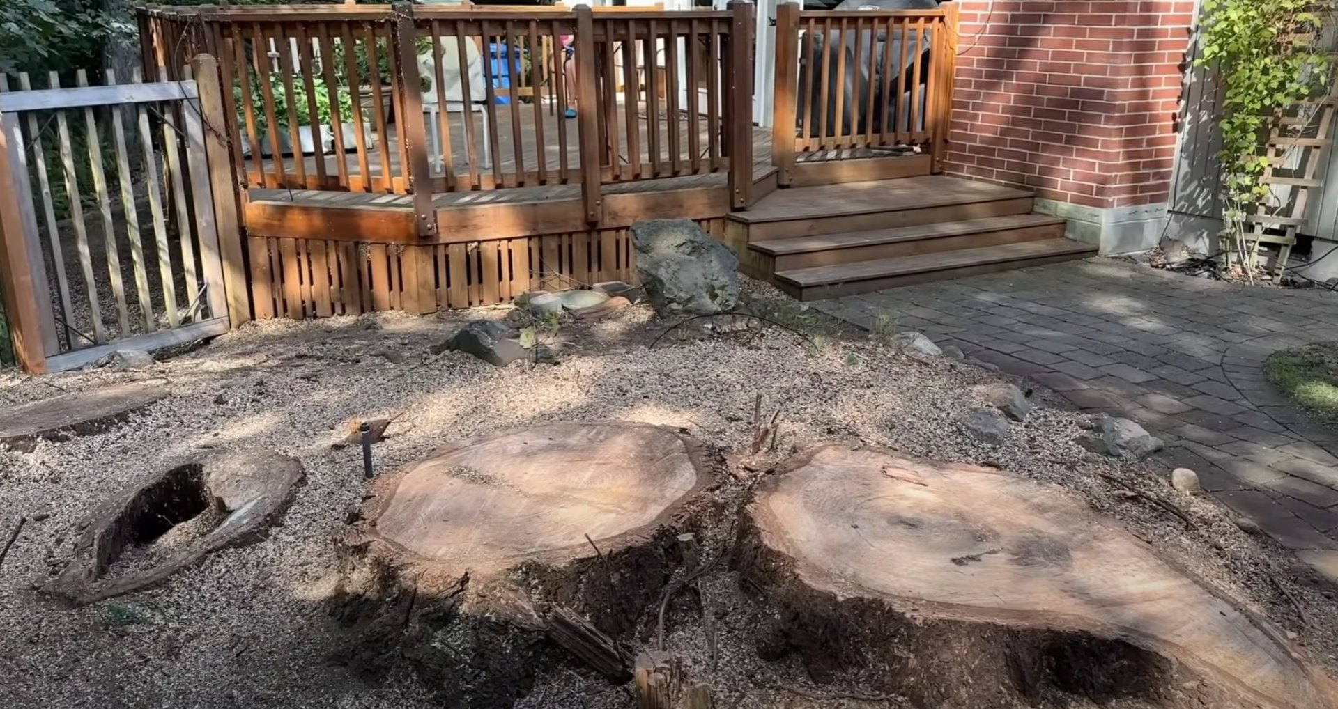 Professional stump removal results in Lombard backyard Large tree stumps after professional removal showing clean cuts