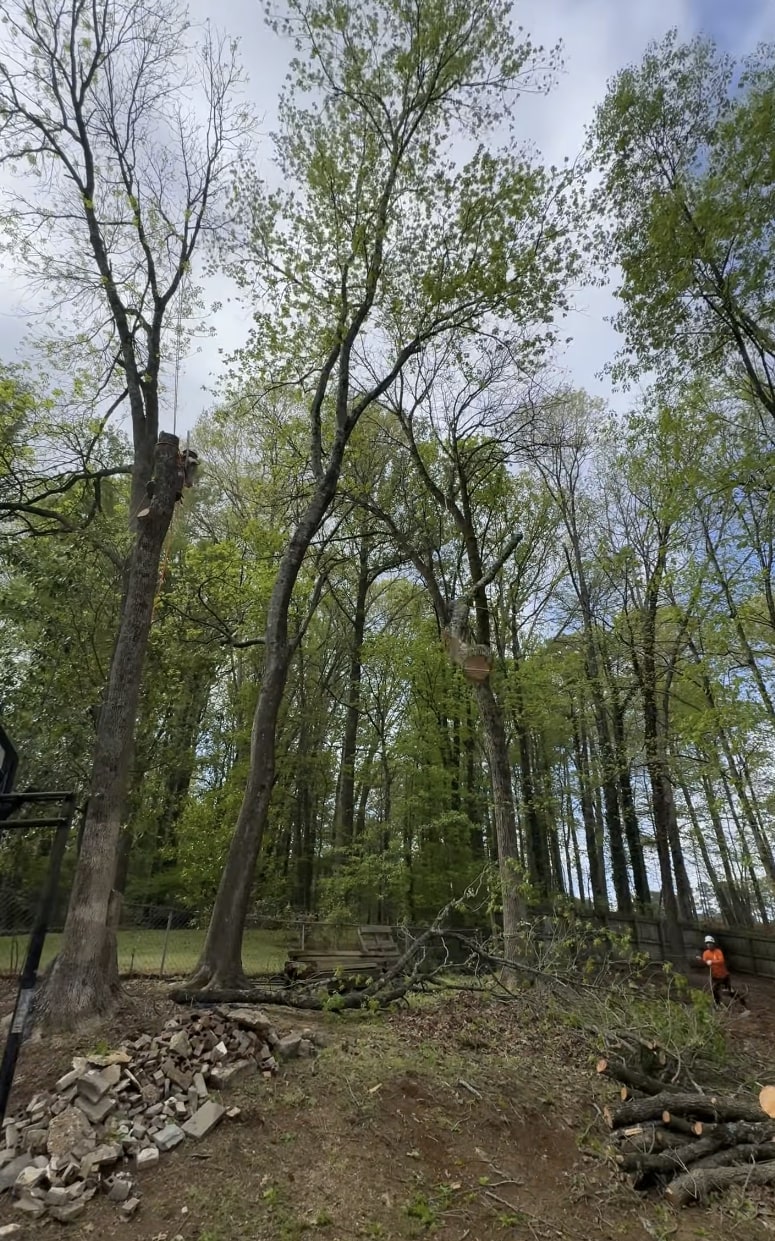 Professional Crew Managing Large Tree Projects Tree service crew working on large trees in wooded area