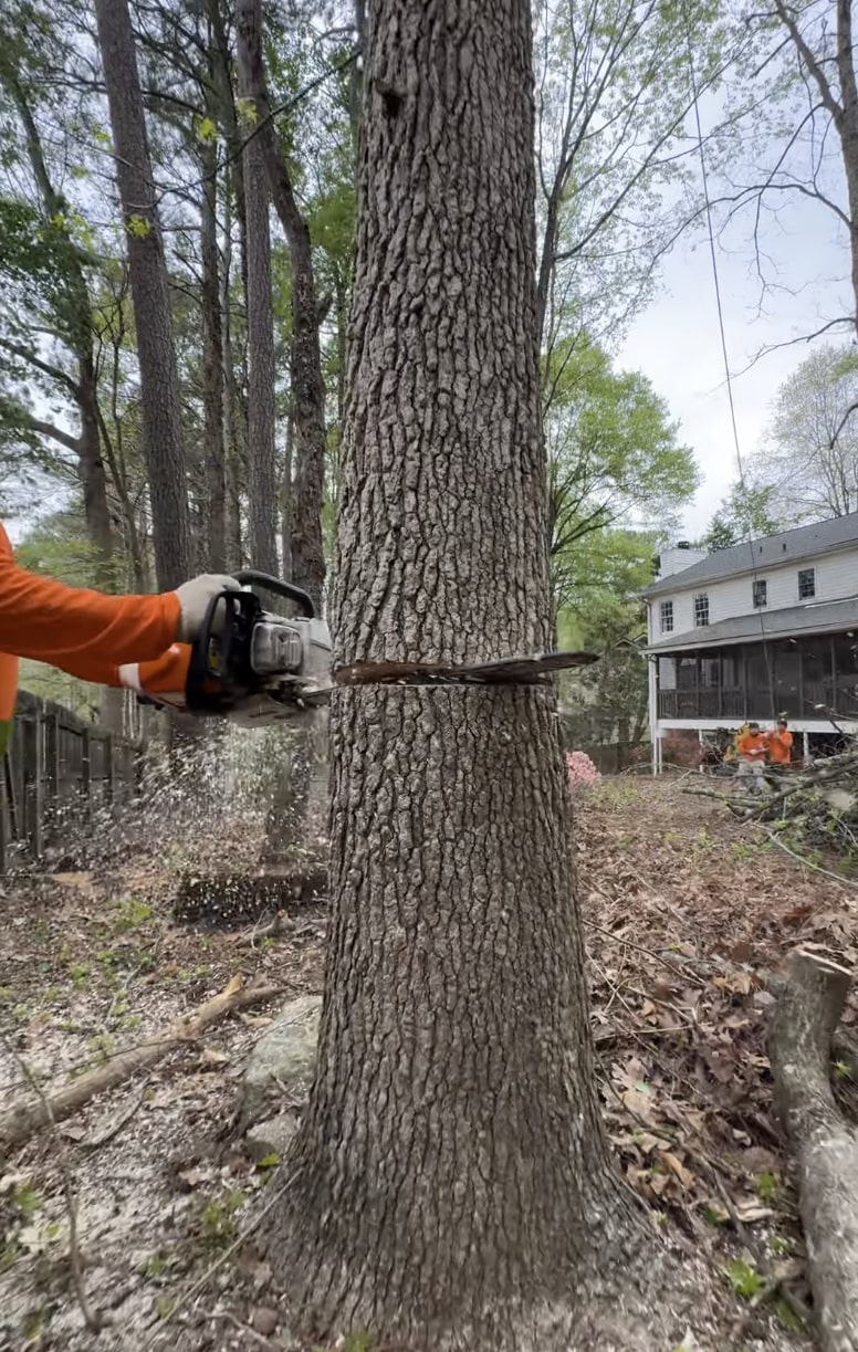 Safe Residential Tree Removal Professional tree removal with chainsaw in residential area