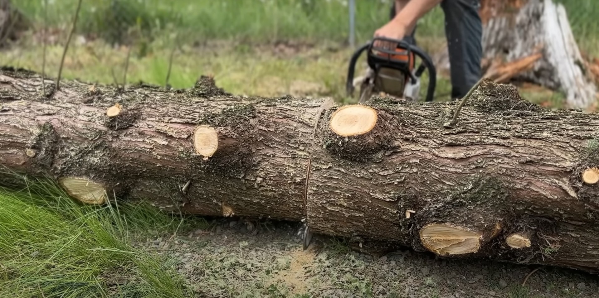 Professional Tree Removal Results Cut tree logs on ground showing professional tree removal work