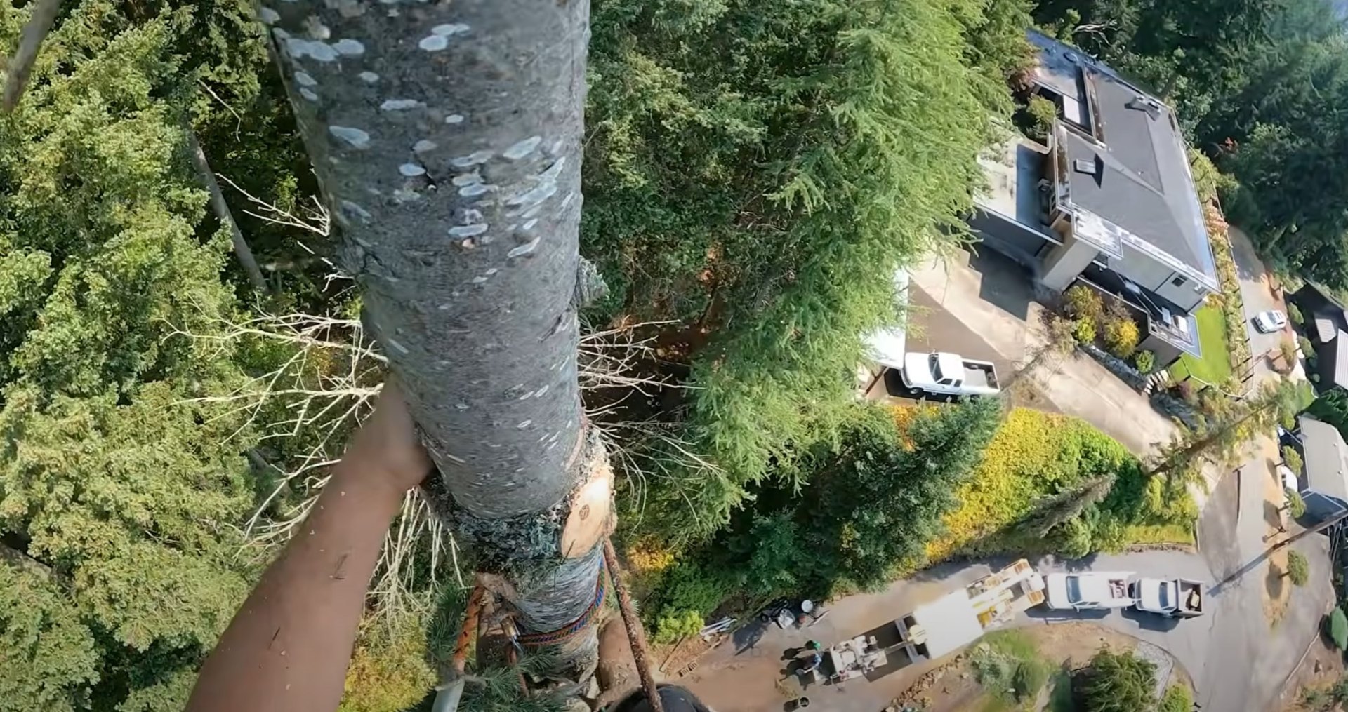 Emergency tree removal from aerial perspective in Lombard Aerial view of professional tree removal work showing proper safety and precision