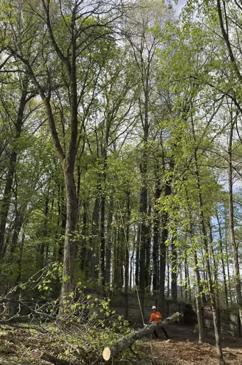 Expert Tree Care in Natural Settings Tree service professional working in forest setting