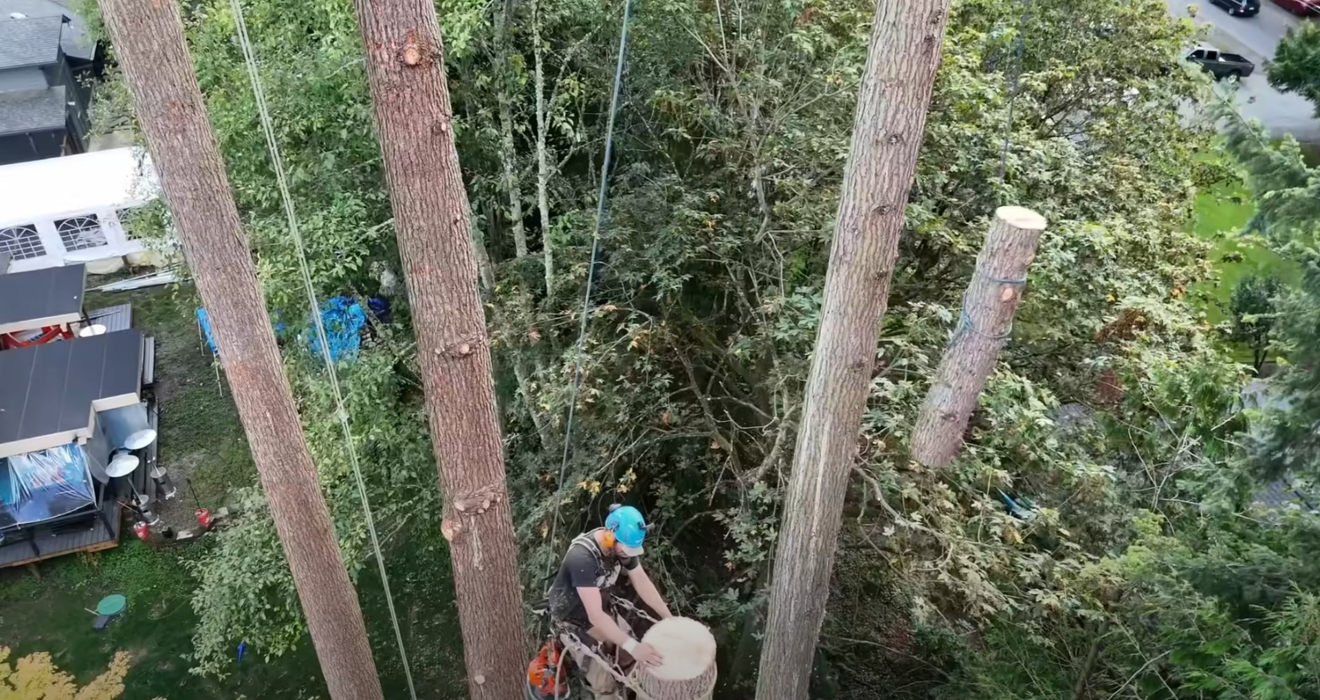 Aerial Tree Service Work Aerial view of tree service professional working at height